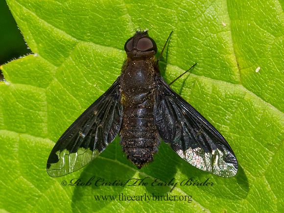 Hemipenthes sinuosa  BEE FLY 9079651z