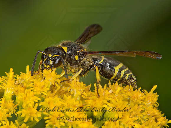 Ancistrocerus antilope  MASON WASP 9040645z