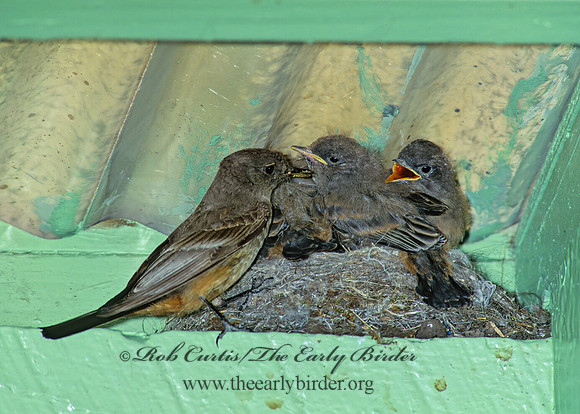 Sayornis sayi  SAY'S PHOEBE 152107z