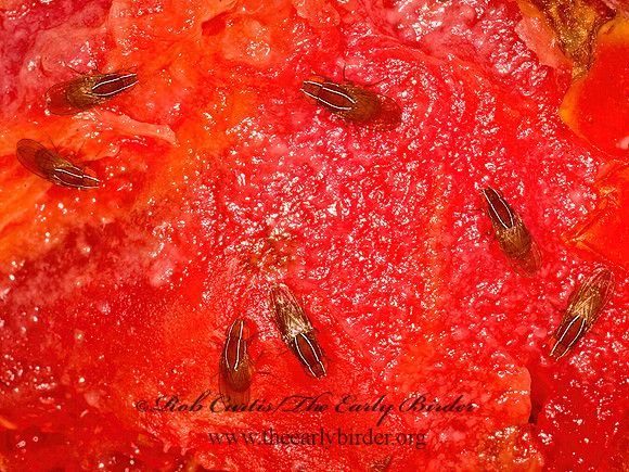 Zaprionus indianus  AFRICAN FIG FLY 9051410z