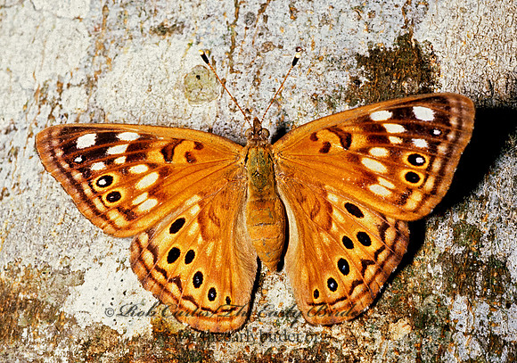 Asterocampa leilia  EMPRESS LEILIA 51427z