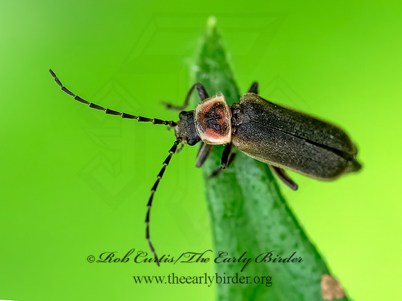 Atalantycha dentigera  SOLDIER BEETLE 9078684z