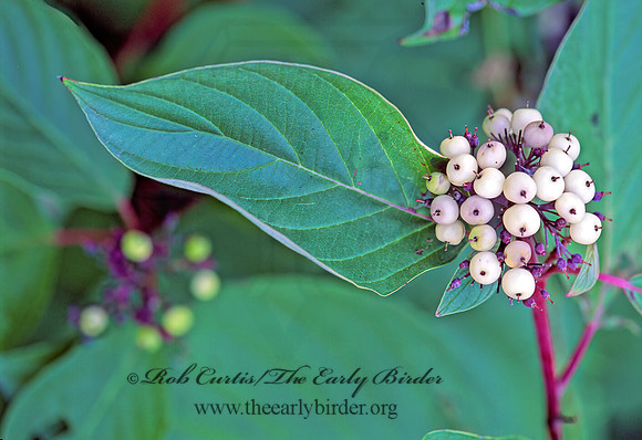 Cornus sericea  RED-OSIER DOGWOOD 211102z