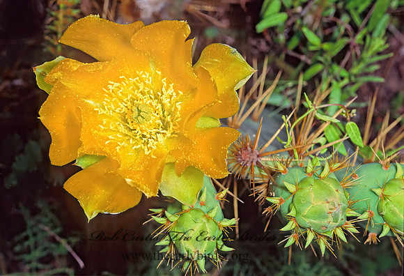 Opuntia humifusa  EASTERN PRICKLY PEAR 49526z