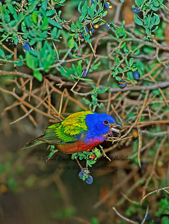 Passerina ciris  PAINTED BUNTING 91933z
