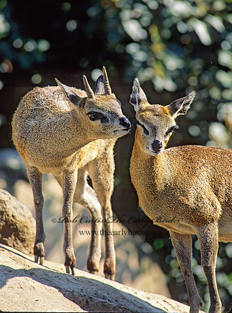 Oreotragus oreotragus  KLIPSPRINGER 126721z