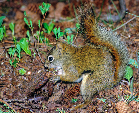 Tamiasciurus hudsonicus  AMERICAN RED SQUIRREL  240131 z