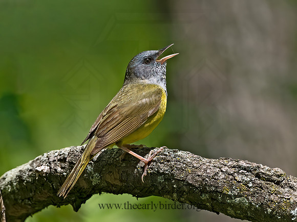 Geothlypis philadelphia  MOURNING WARBLER 3021484z