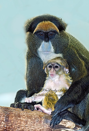 Cercopithecus neglectus  DEBRAZZA'S MONKEY 6018558z