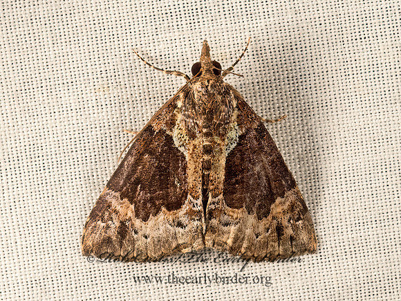 Hypena palparia  MOTTLED HYPENA 9050141z