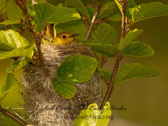 Setophaga petechia  YELLOW WARBLER 3002155z