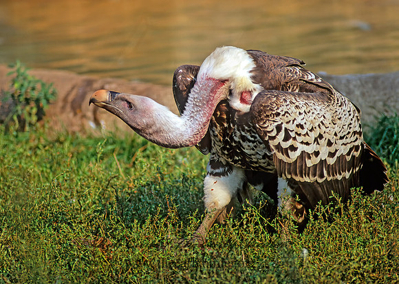 Gyps fulvous  GRIFFON VULTURE 59106z