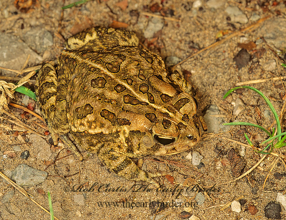 Anaxyrus fowleri  FOWLER'S TOAD  114019  z