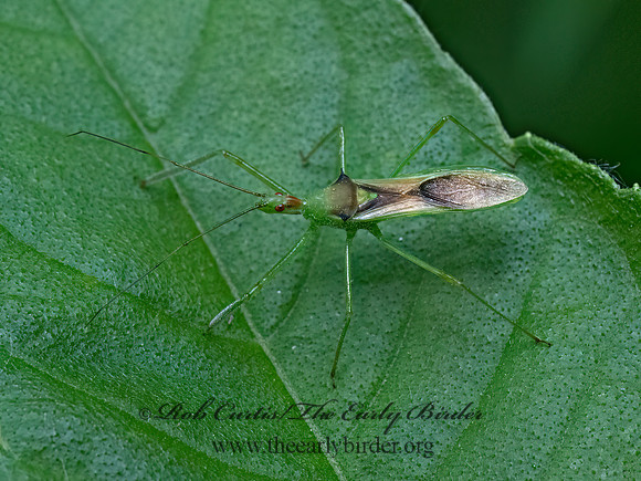 Zelus luridus  ASSASSIN BUG 9078686z