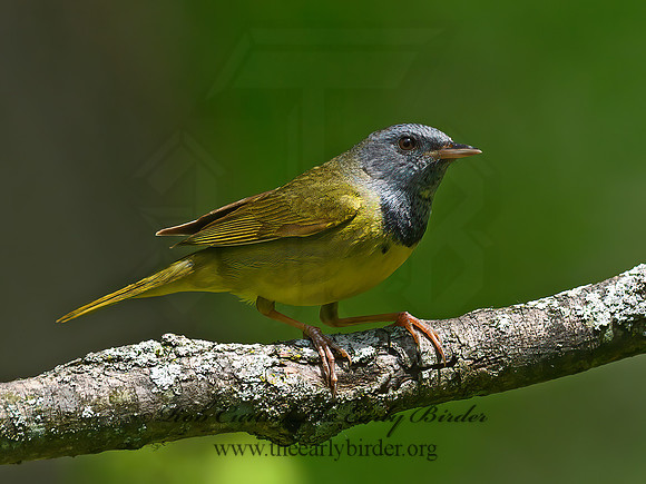 Geothlypis philadelphia  MOURNING WARBLER 3021480z