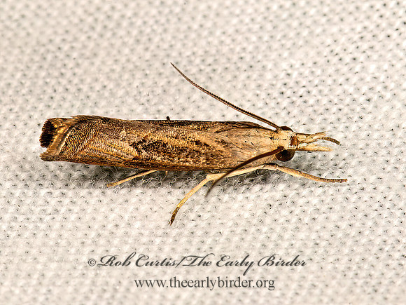 Parapediasia teterrellus  BLUEGRASS WEBWORM MOTH 9066699z
