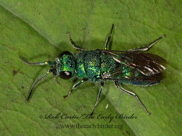 Chrysidini tp1  CUCKOO WASP 9041309z