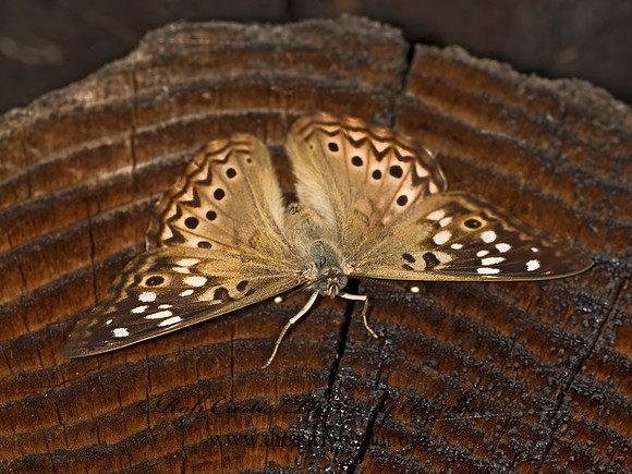 Asterocampa celtis  HACKBERRY EMPEROR 8015664z