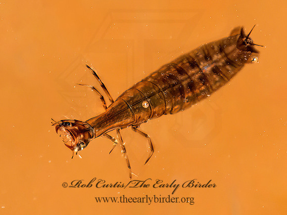 Aciliini  PREDACEOUS DIVING BEETLE 3014236z