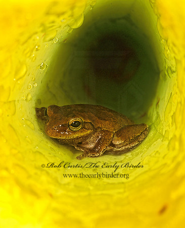 Dendophytes squirella  SQUIRREL TREE FROG 262910 z