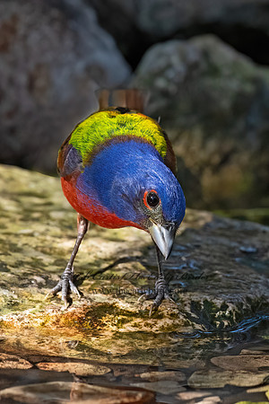 Passerina ciris  PAINTED BUNTING 3040986z