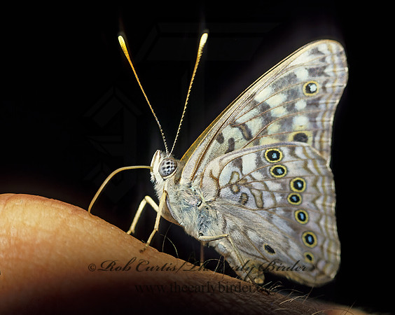 Asterocampa celtis  HACKBERRY EMPEROR 23528z-