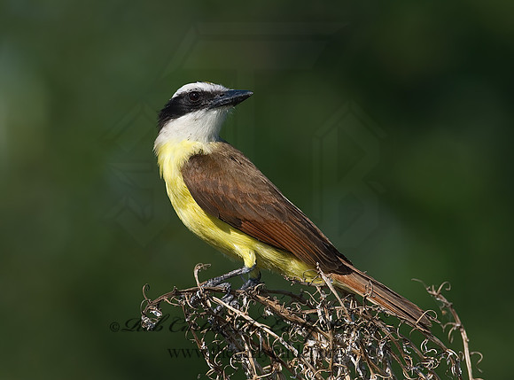 Pitangus sulphuratus  GREAT KISKADEE 7005714z