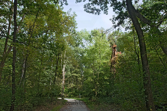 FOREST PATH 8018373z