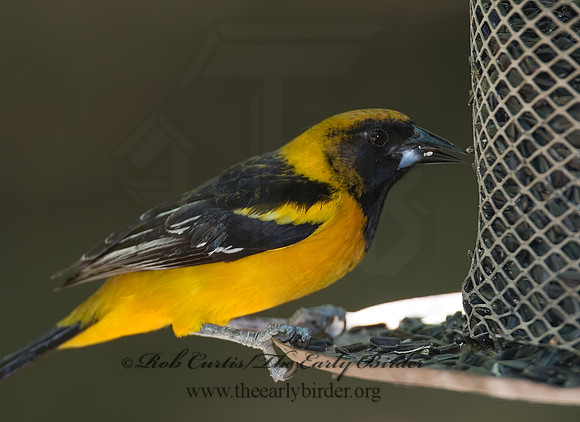 Icterus cucullatus  HOODED ORIOLE 7005787z