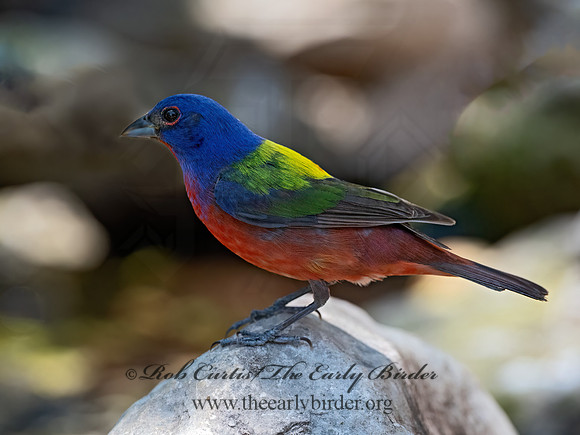 Passerina ciris  PAINTED BUNTING 3041196z