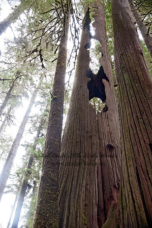 HOLLOW TREE 8019408z