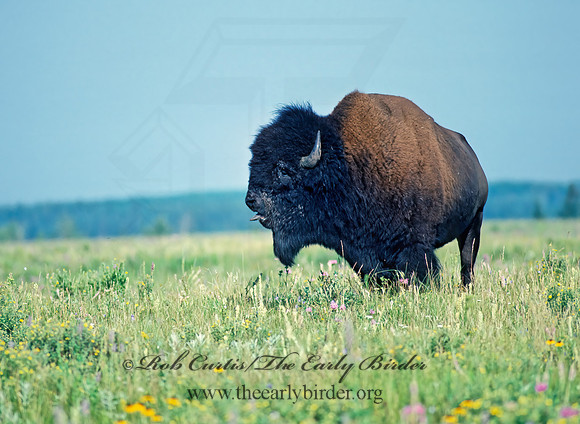 Bison bison  BISON 30935z