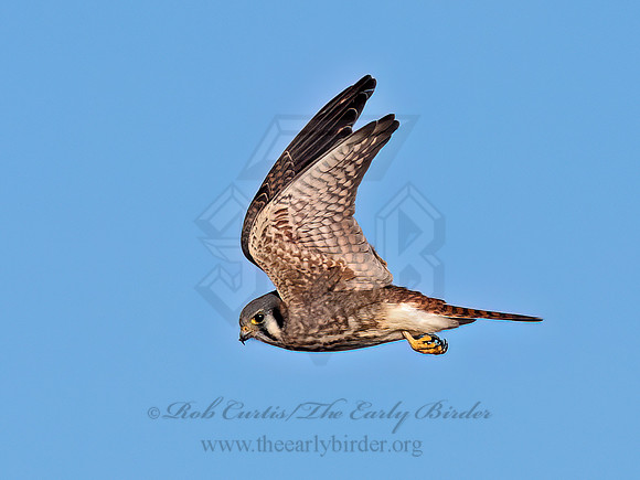 Falco sparverius AMERICAN KESTREL 9092071z