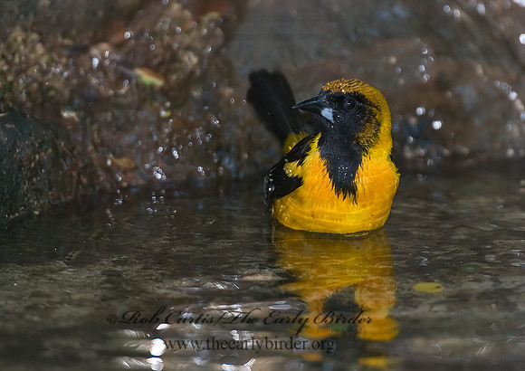 Icterus cucullatus  HOODED ORIOLE 7005677z