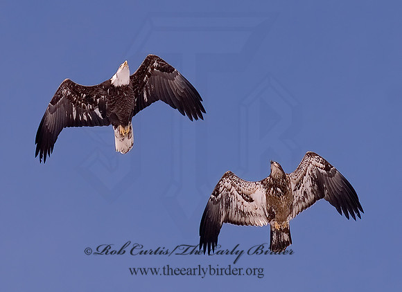 Haliaeetus leucocephalus  BALD EAGLE 6020658 z