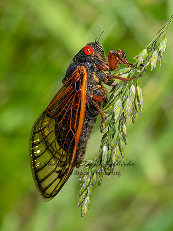 Magicicada cassinii CASSINI'S PERIODICAL CICADA 9088271 z