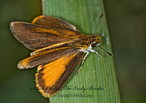 Ancyloxypha numitor - LEAST SKIPPER 6011593z