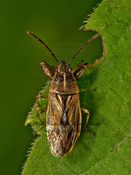 Oedancala dorsalis  PACHYGRONTHID BUG 9079204z