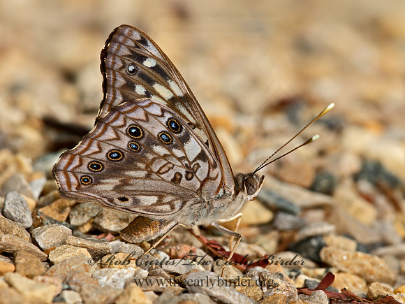 Asterocampa celtis  HACKBERRY EMPEROR 9061791z