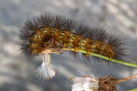 Estigmene acrea  SALT MARSH MOTH 3039583-z