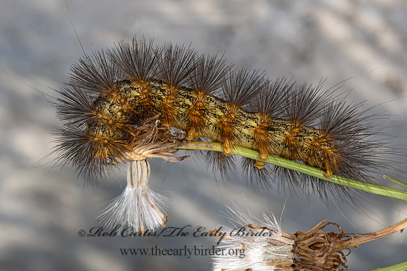 Estigmene acrea  SALT MARSH MOTH 3039583-z