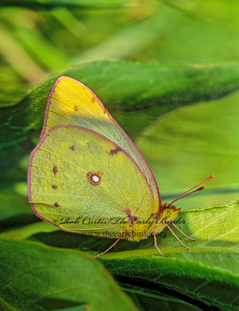 Colias philodice  CLOUDED SULPHUR 292736z