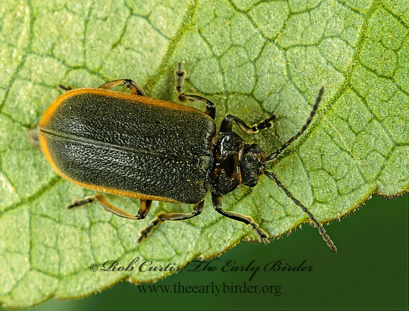 Galerucella nymphaeae  WATER-LILY BEETLE 238004z