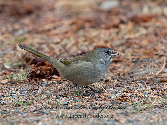 Pipilo chlorurus  GREEN-TAILED TOWHEE 3025425z