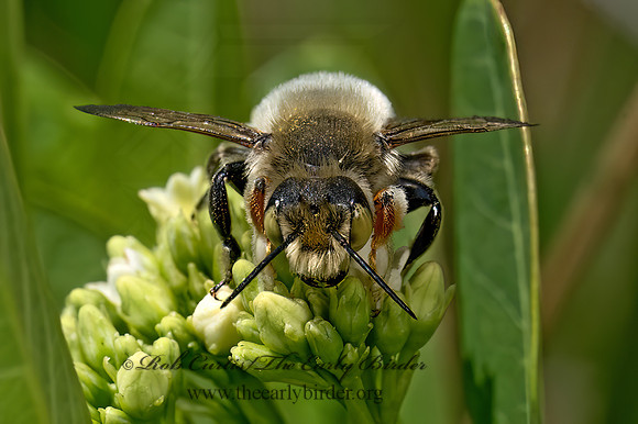 Megachile latimanus  BROAD-HANDED LEAFCUTTER 9079718z