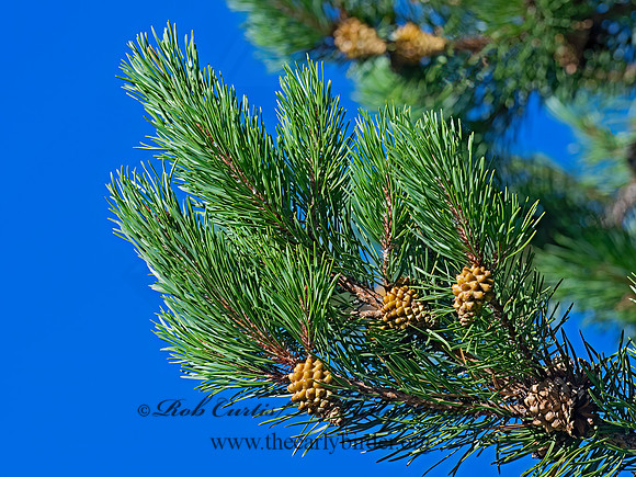 Pinus contorta  LODGEPOLE PINE 6036948z