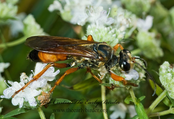 Sphex ichneumoneus 5001349z