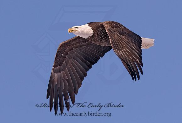 Haliaeetus leucocephalus  BALD EAGLE 6020149z
