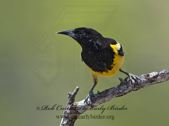 Icterus parisorum  SCOTT'S ORIOLE 3036896z