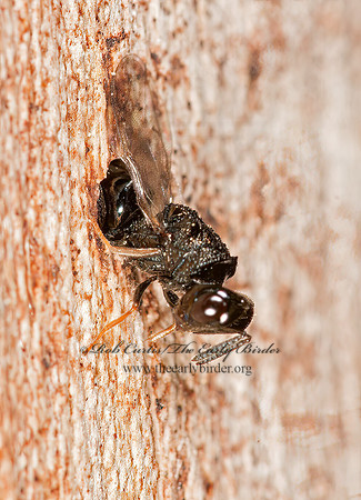 Steffanolampus salicetum  PERILAMPID WASP 3015742z